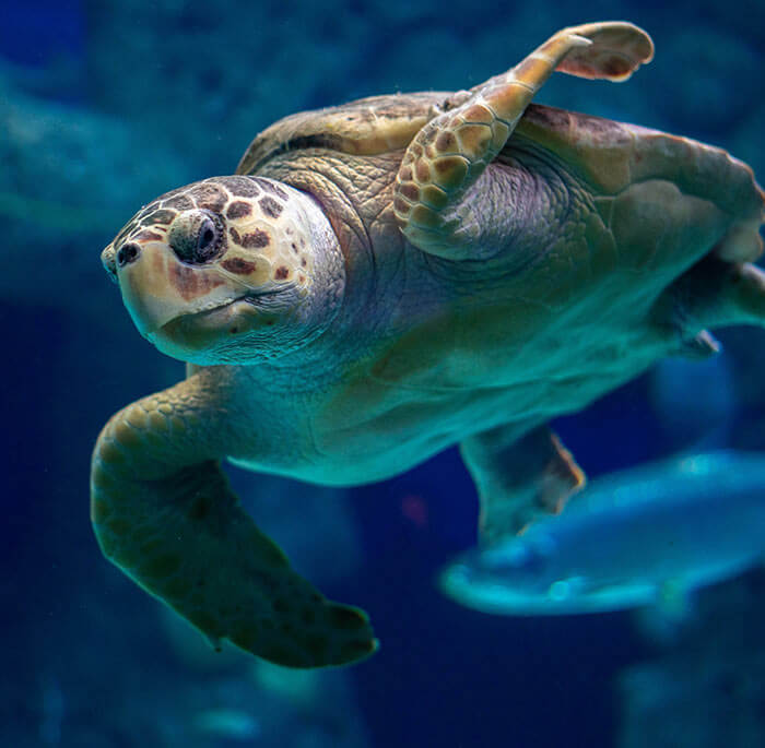 Liberación de Tortugas en Bahía Solano