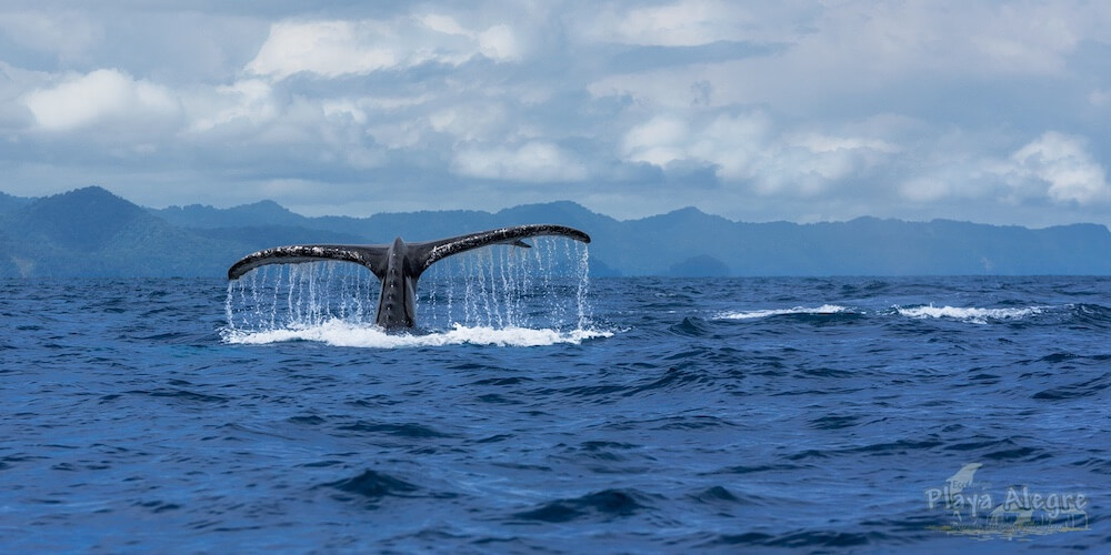 Avistamiento de Ballenas Bahía Solano