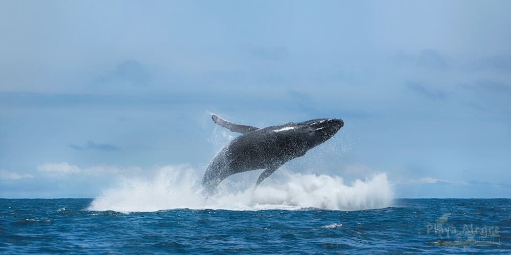 La Ballena Jorobada o Yubarta